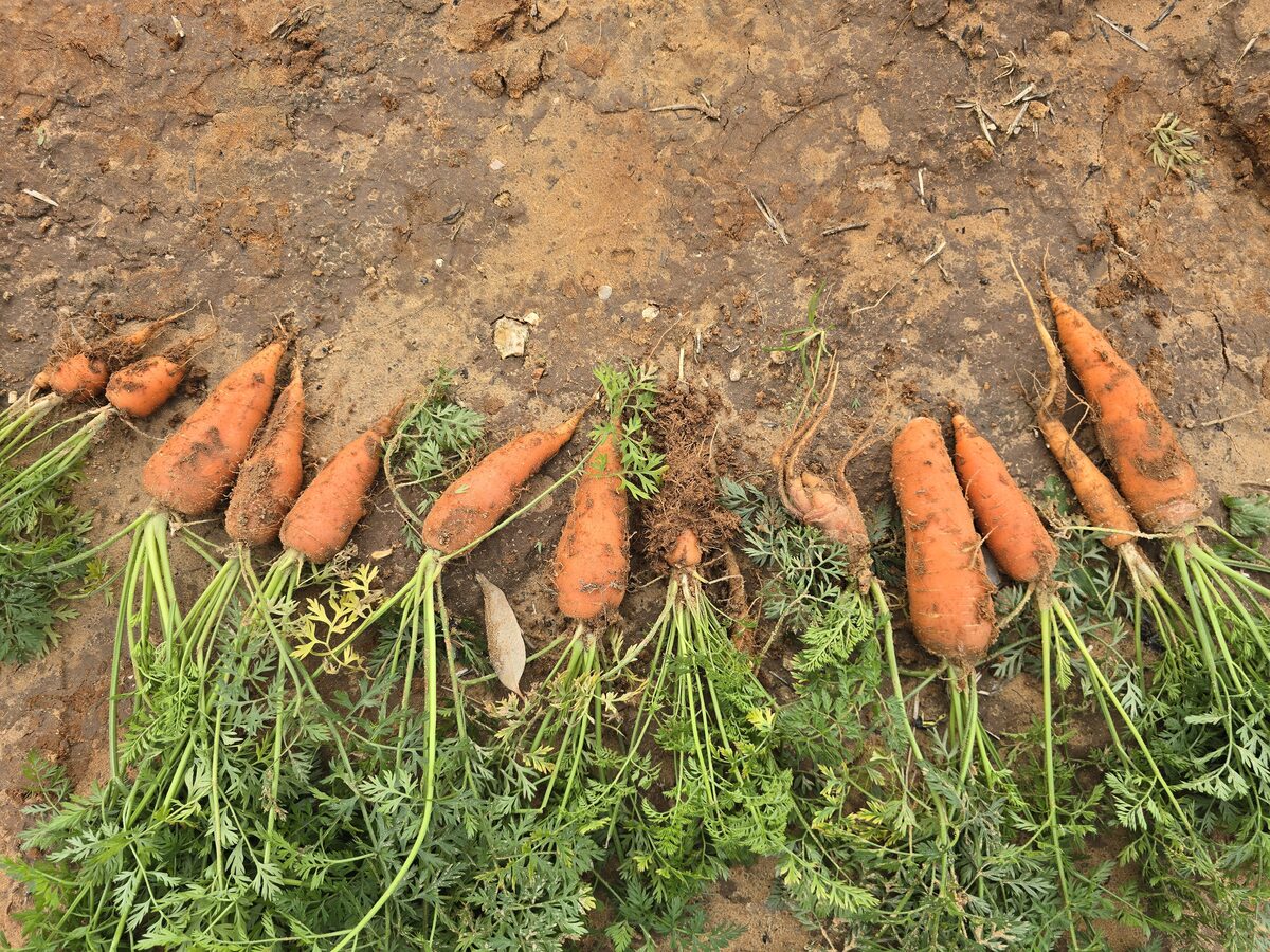 Freshly harvested carrots from a Clean Soil treated bed