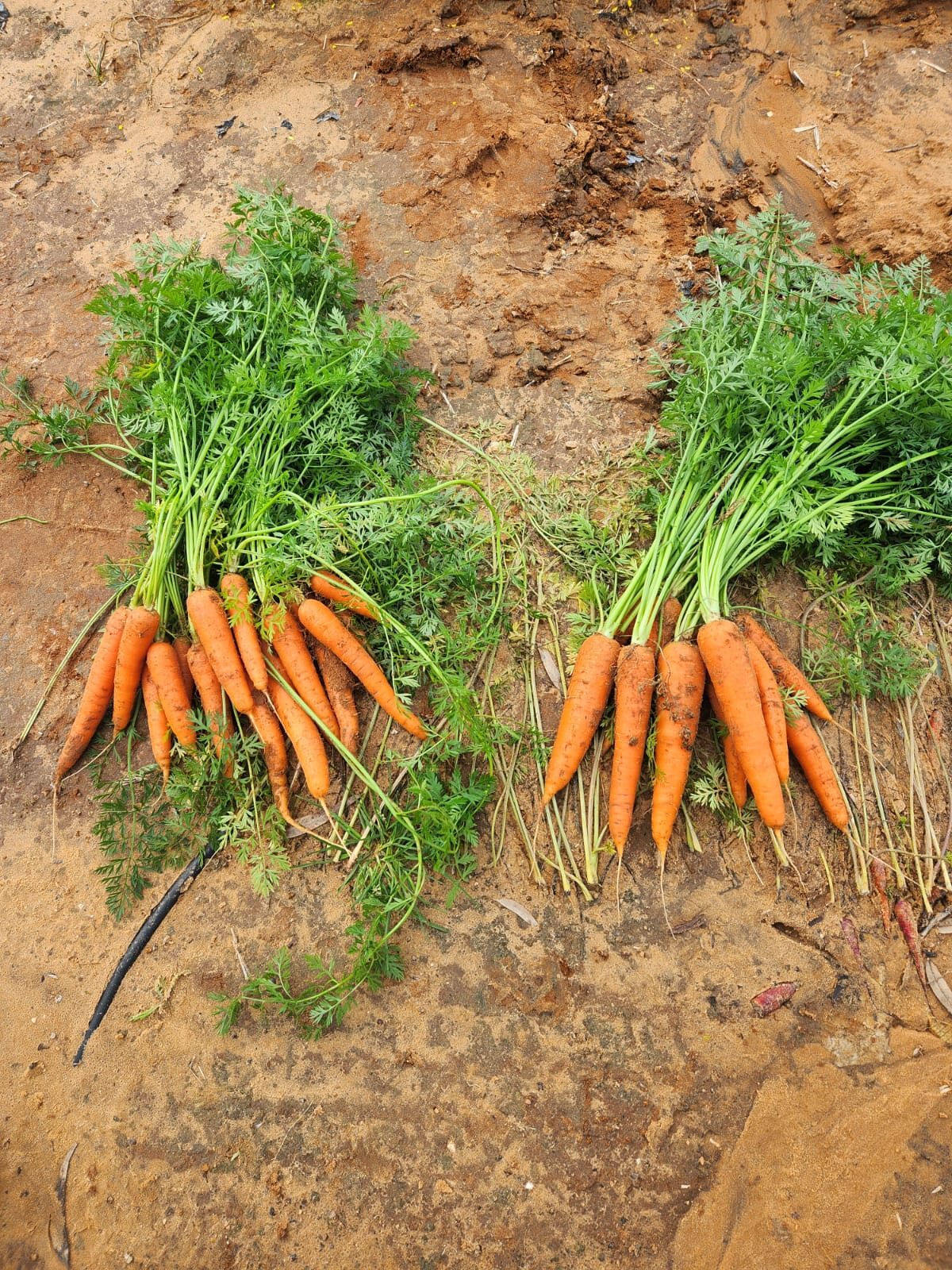 Two bunches of harvested carrots side by side