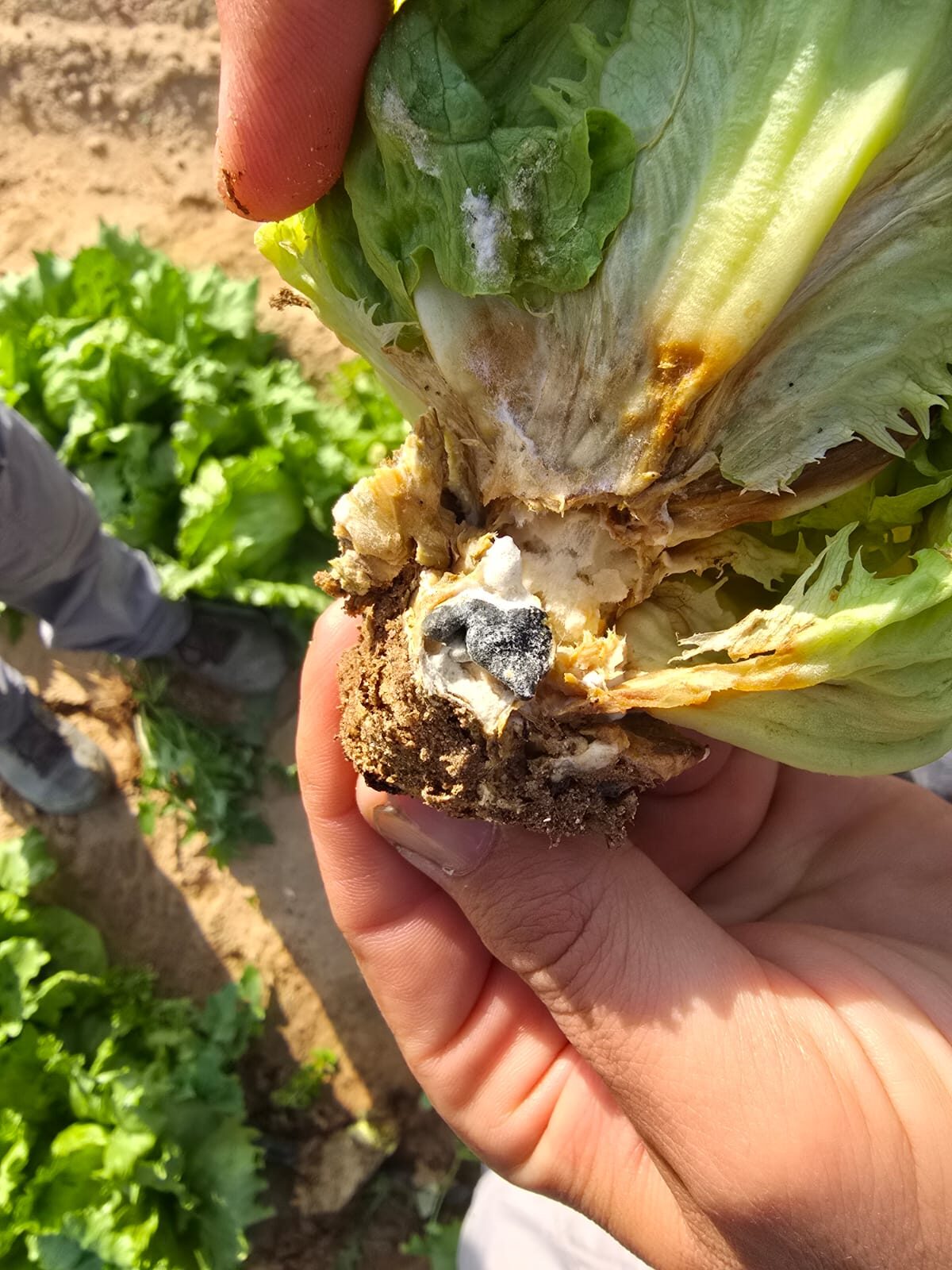 Untreated lettuce head showing disease damage at the root